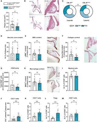 T cell specific deletion of Casitas B lineage lymphoma-b reduces atherosclerosis, but increases plaque T cell infiltration and systemic T cell activation